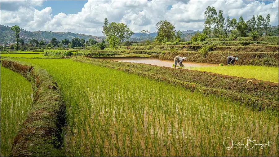 Madagascar sud & ouest : riz, activités, sud, paysages, photo 99 d’Olivier Bourguet