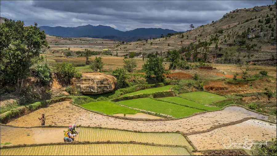 Madagascar sud & ouest : sud, riz, activités, paysages, photo 104 d’Olivier Bourguet