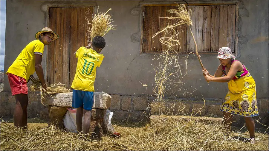 Madagascar sud & ouest : sud, riz, activités, photo 105 d’Olivier Bourguet