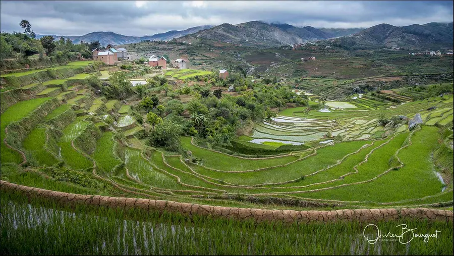 Madagascar sud & ouest : sud, riz, paysages, sud, photo 109 d’Olivier Bourguet