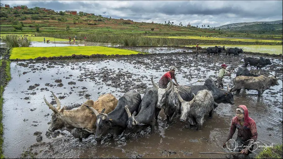 Madagascar sud & ouest : sud, riz, activités, paysages, photo 118 d’Olivier Bourguet