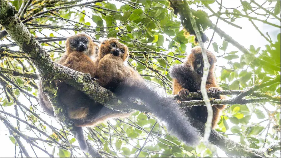 Madagascar sud & ouest : est, nature, animaux, forêts, photo 134 d’Olivier Bourguet