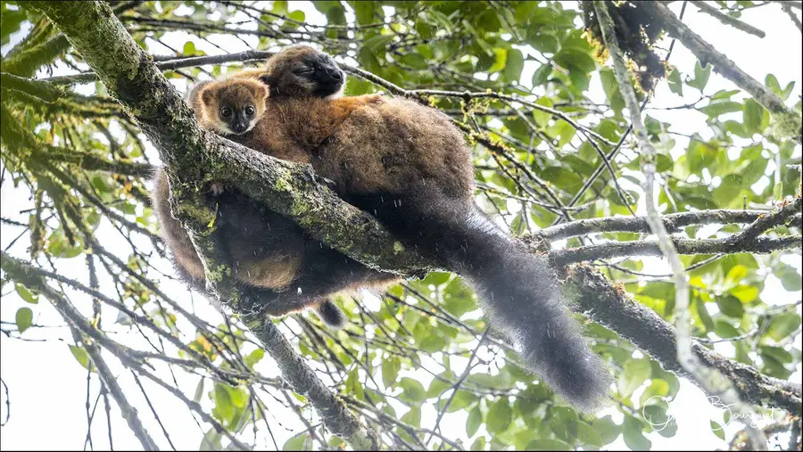Madagascar sud & ouest : est, nature, animaux, forêts, photo 135 d’Olivier Bourguet
