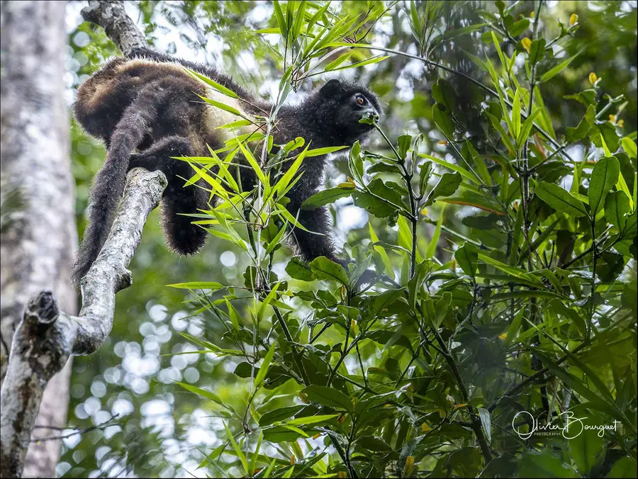Madagascar sud & ouest : est, nature, animaux, forêts, photo 138 d’Olivier Bourguet