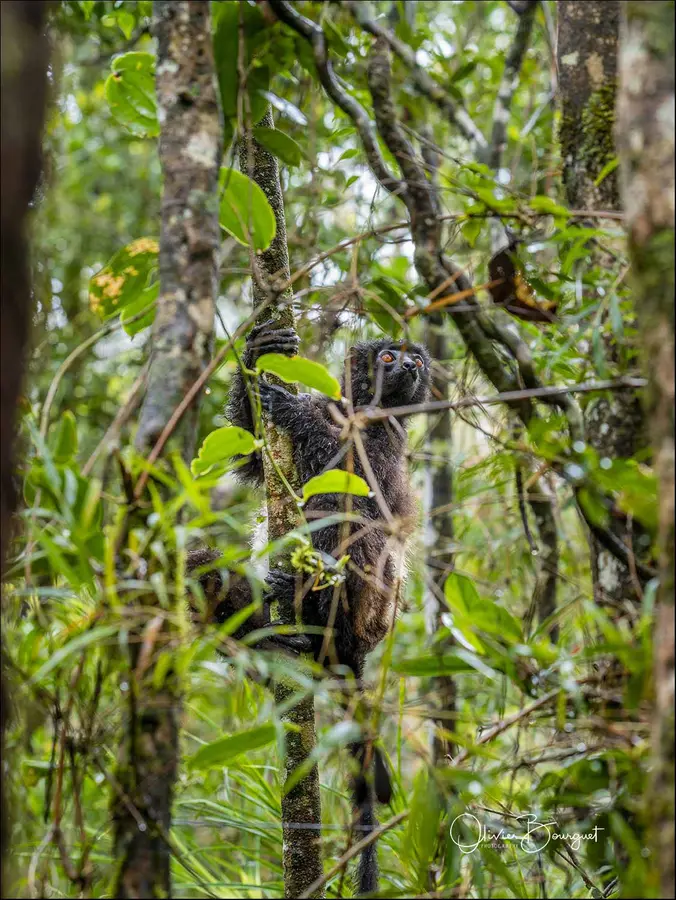 Madagascar sud & ouest : est, nature, animaux, forêts, photo 139 d’Olivier Bourguet