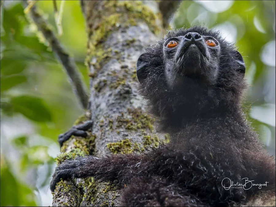 Best of : madagascar, animaux, photo 216 d’Olivier Bourguet