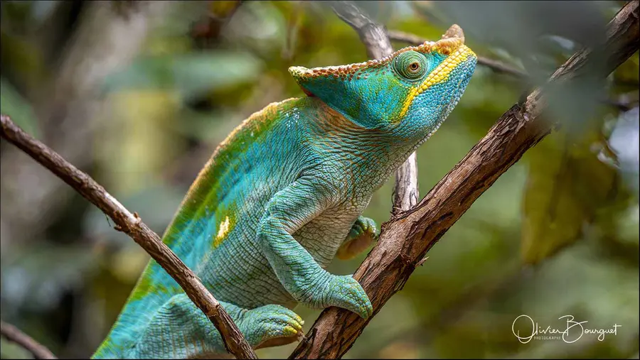 Madagascar sud & ouest : est, nature, animaux, forêts, photo 141 d’Olivier Bourguet