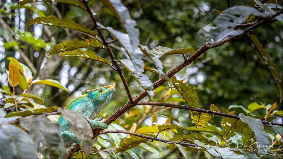 Madagascar sud & ouest : est, nature, animaux, forêts, photo 142 d’Olivier Bourguet