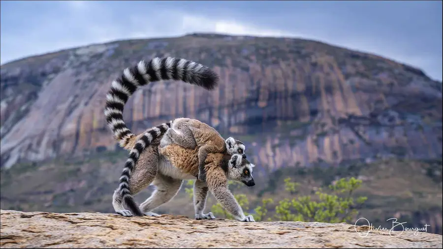 Best of : madagascar, animaux, photo 217 d’Olivier Bourguet