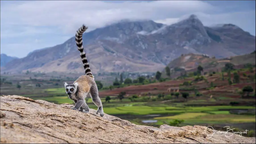 Madagascar sud & ouest : sud, nature, animaux, photo 146 d’Olivier Bourguet