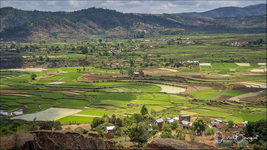 Madagascar sud & ouest : paysages, fleurs, sud, paysages, riz, photo 95 d’Olivier Bourguet