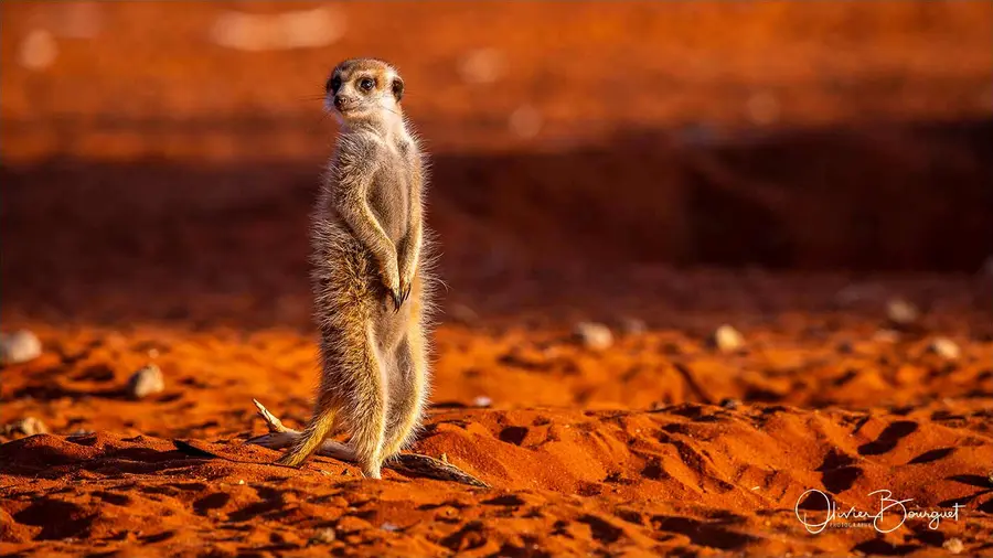 Un suricate dressé sur le sable rouge, en Namibie