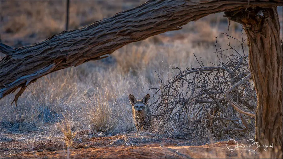 Namibie : animaux, Kalahari, photo 75 d’Olivier Bourguet