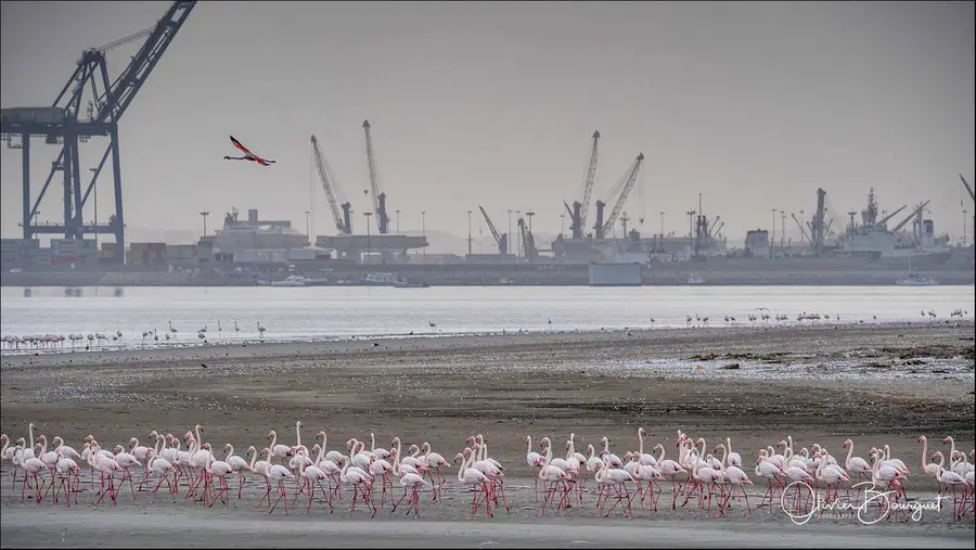 Namibie : animaux, villes, photo 83 d’Olivier Bourguet