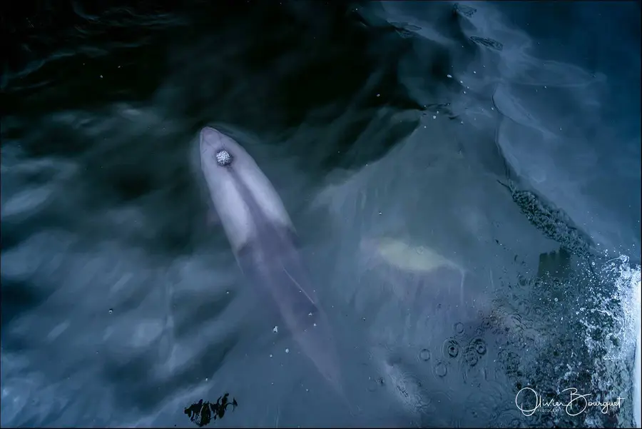 Namibie : animaux, eau, ocean Atlantique, photo 85 d’Olivier Bourguet