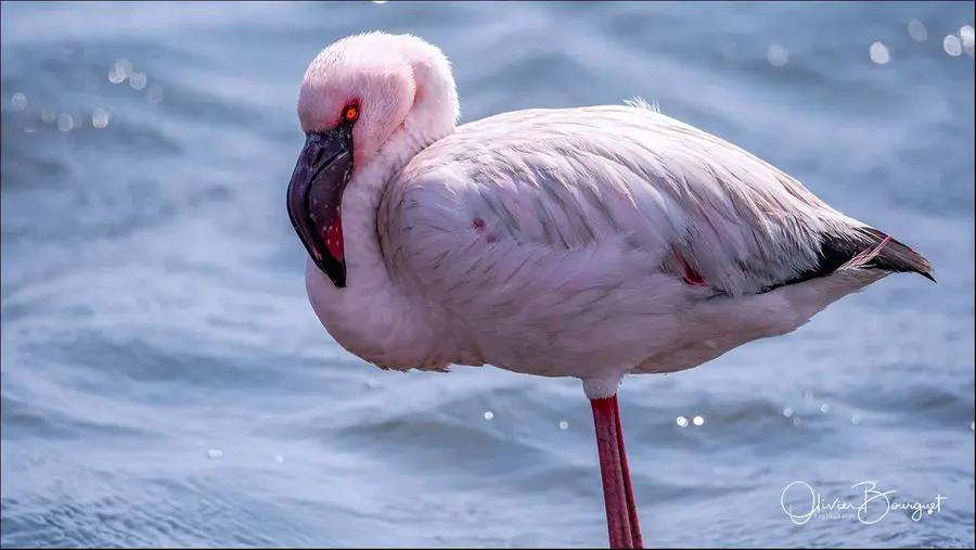 Namibie : animaux, photo 86 d’Olivier Bourguet