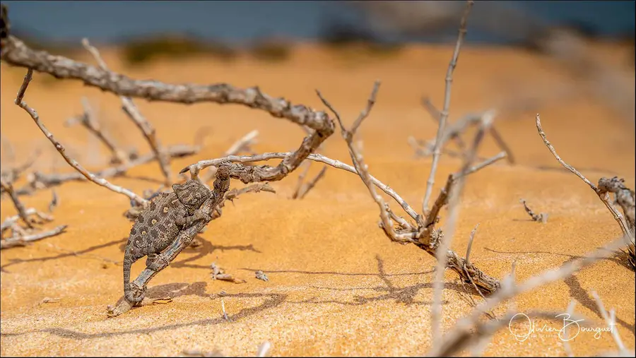 Best of : namibie, animaux, nature, desert, photo 224 d’Olivier Bourguet