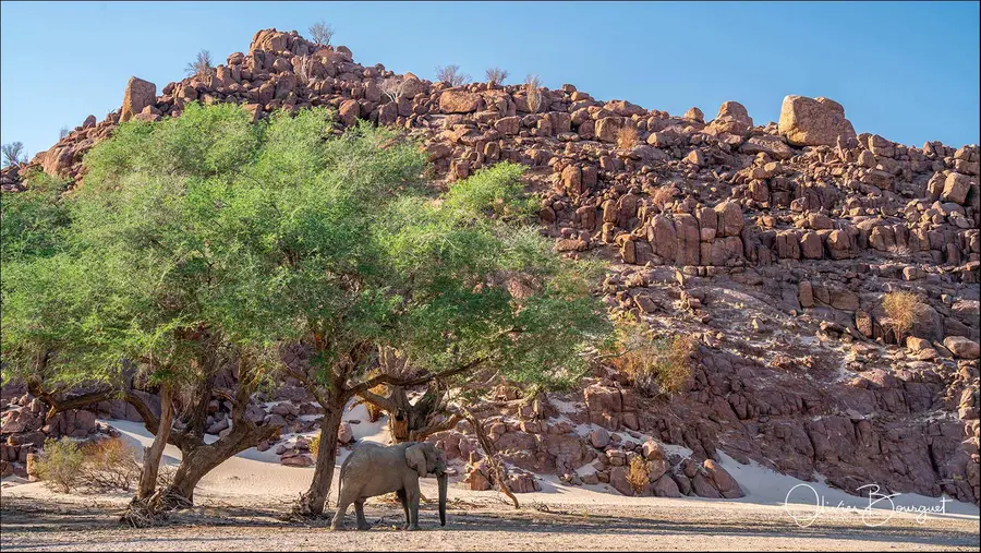 Namibie : desert, animaux, photo 91 d’Olivier Bourguet