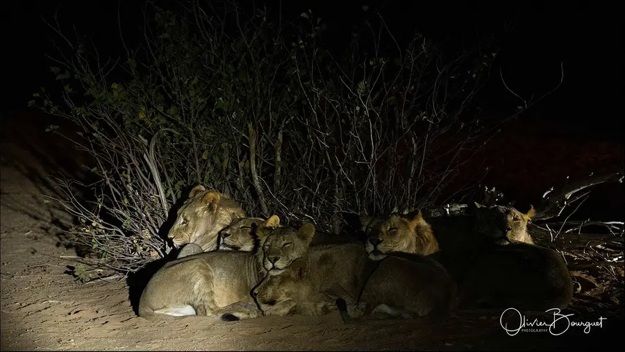 Namibie : animaux, photo 92 d’Olivier Bourguet