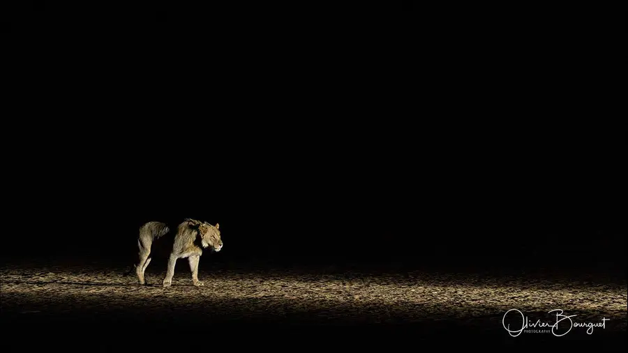Namibie : animaux, photo 93 d’Olivier Bourguet