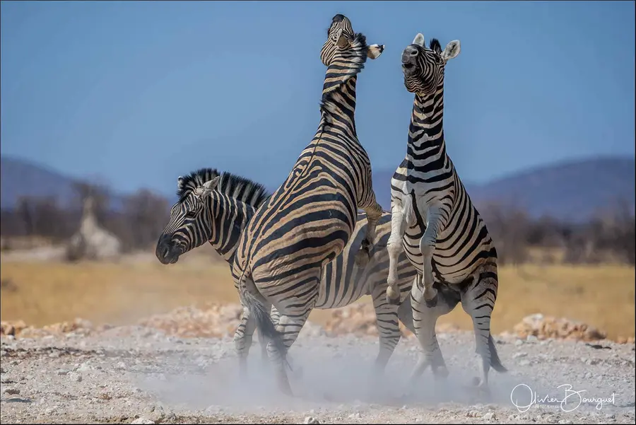 Namibie : animaux, Etosha, photo 28 d’Olivier Bourguet