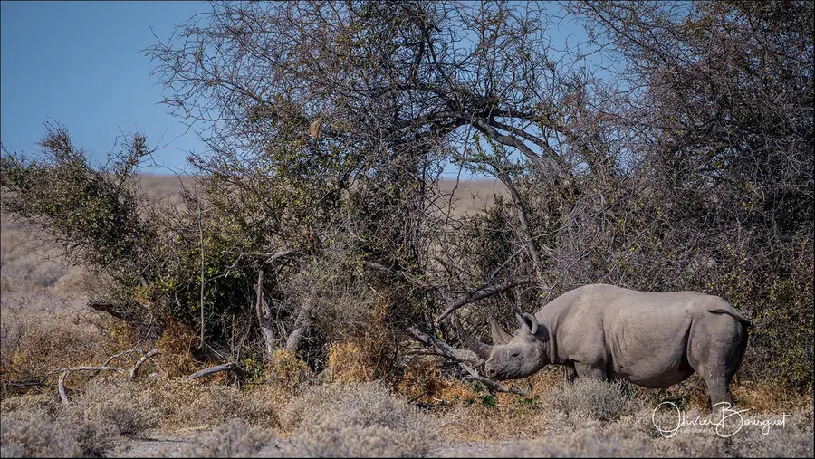 Namibie : animaux, Etosha, photo 96 d’Olivier Bourguet