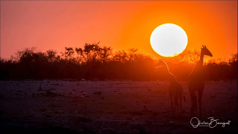 Best of : namibie, animaux, nature, lumières, photo 226 d’Olivier Bourguet