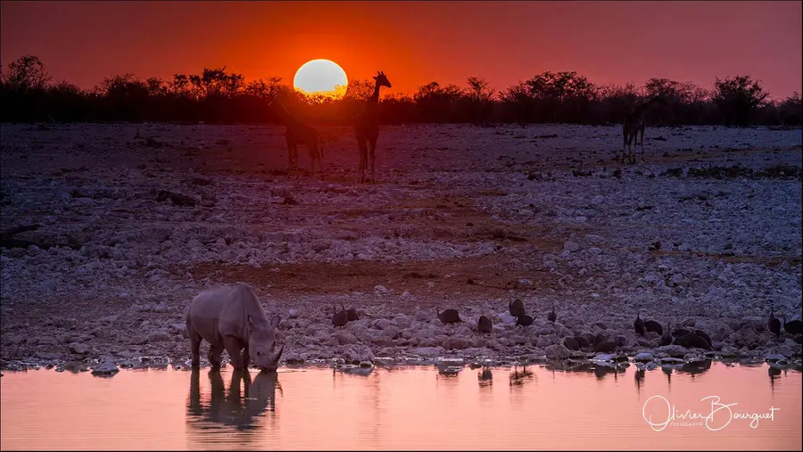 Best of : namibie, animaux, nature, lumières, photo 227 d’Olivier Bourguet