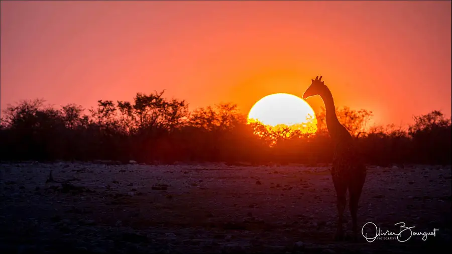 Namibie : animaux, Etosha, couché de soleil, photo 98 d’Olivier Bourguet