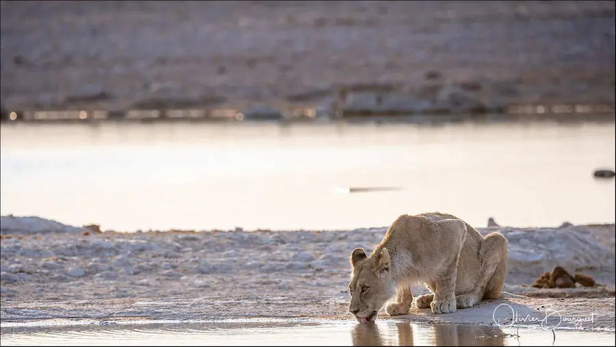 Namibie : animaux, Etosha, photo 99 d’Olivier Bourguet