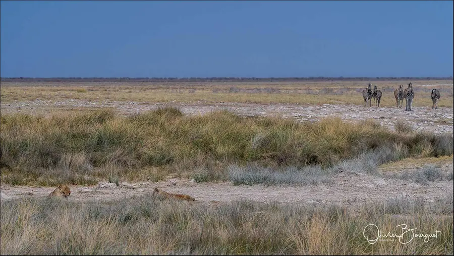 Namibie : animaux, Etosha, photo 100 d’Olivier Bourguet