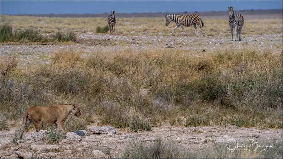Namibie : animaux, Etosha, photo 101 d’Olivier Bourguet