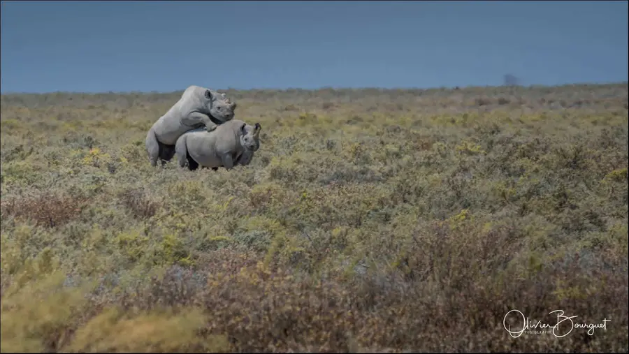 Best of : namibie, animaux, nature, photo 228 d’Olivier Bourguet