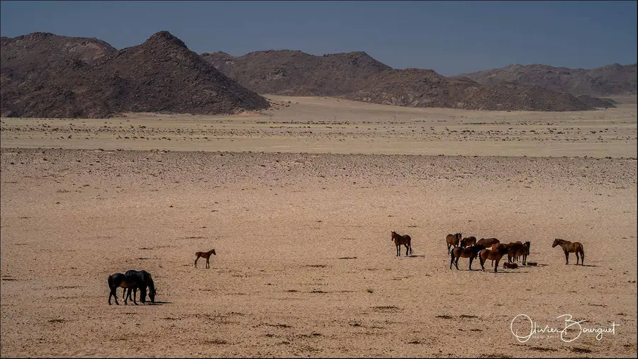Namibie : desert, paysages, animaux, photo 76 d’Olivier Bourguet