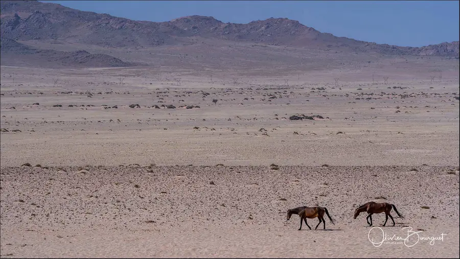 Namibie : desert, paysages, animaux, photo 77 d’Olivier Bourguet