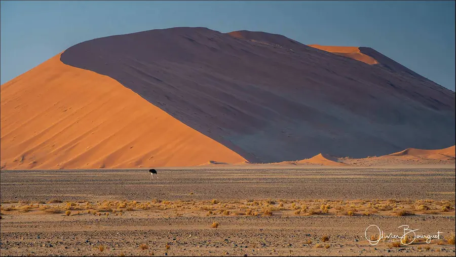 Immense dune orange et autruche dans le désert, Namibie