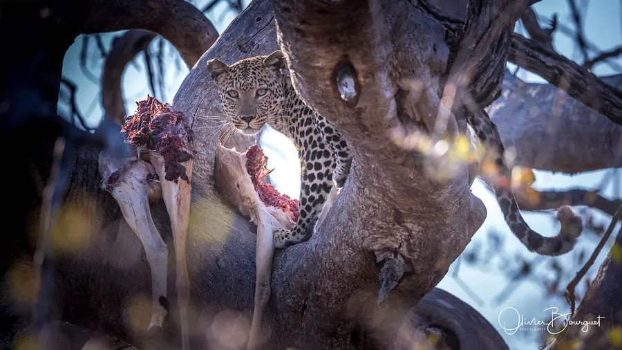 Best of : namibie, animaux, nature, photo 165 d’Olivier Bourguet
