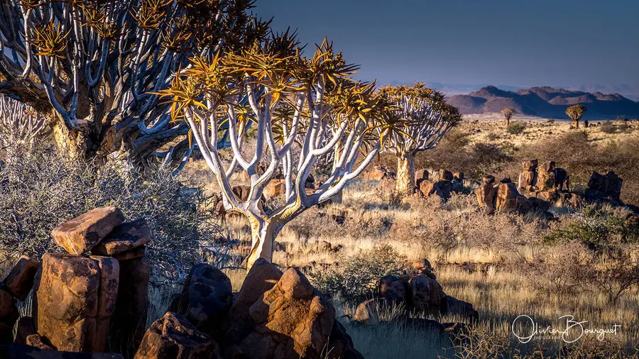 Best of : namibie, paysages, nature, photo 167 d’Olivier Bourguet