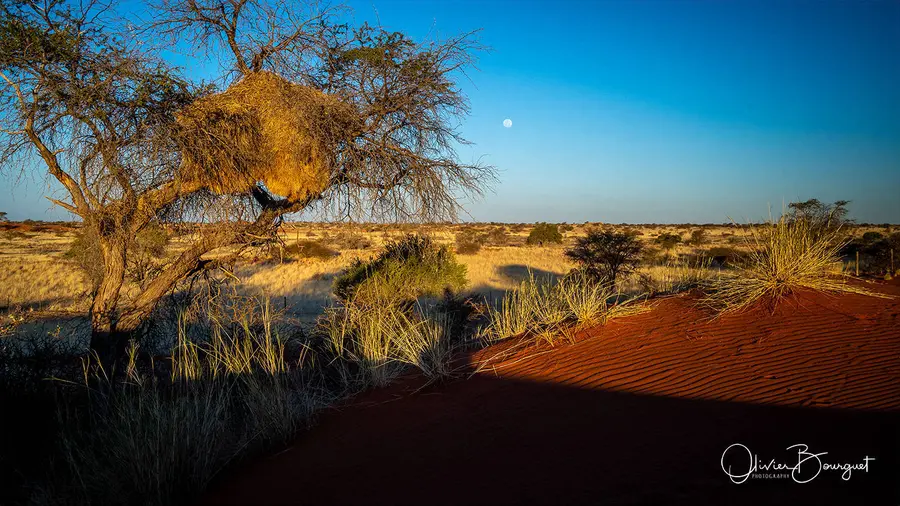Namibie : desert, paysages, dunes, Kalahari, photo 26 d’Olivier Bourguet