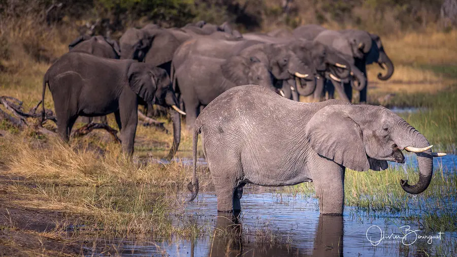 Namibie : eau, animaux, zambezi zone, photo 29 d’Olivier Bourguet