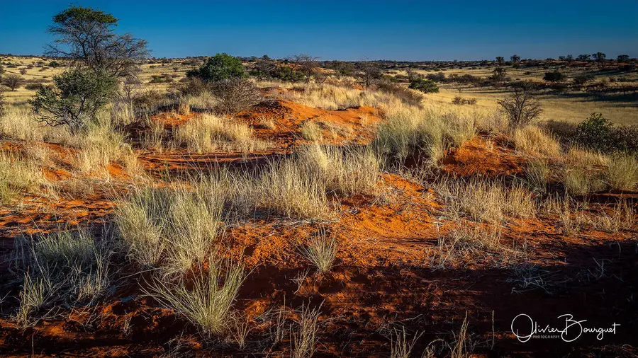 Namibie : desert, dunes, Kalahari, photo 62 d’Olivier Bourguet