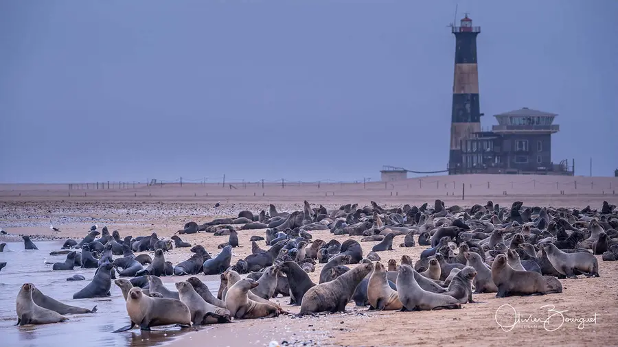Namibie : animaux, eau, ocean Atlantique, photo 47 d’Olivier Bourguet