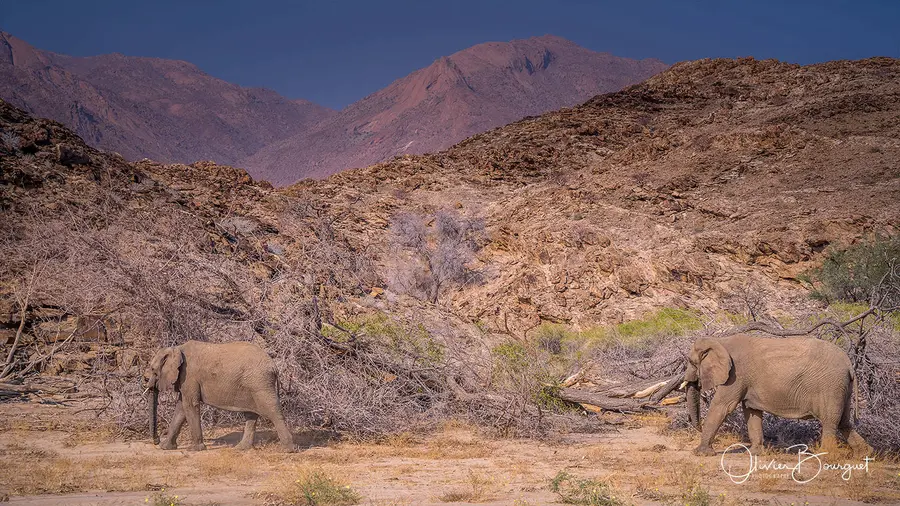 Namibie : desert, animaux, paysages, photo 51 d’Olivier Bourguet