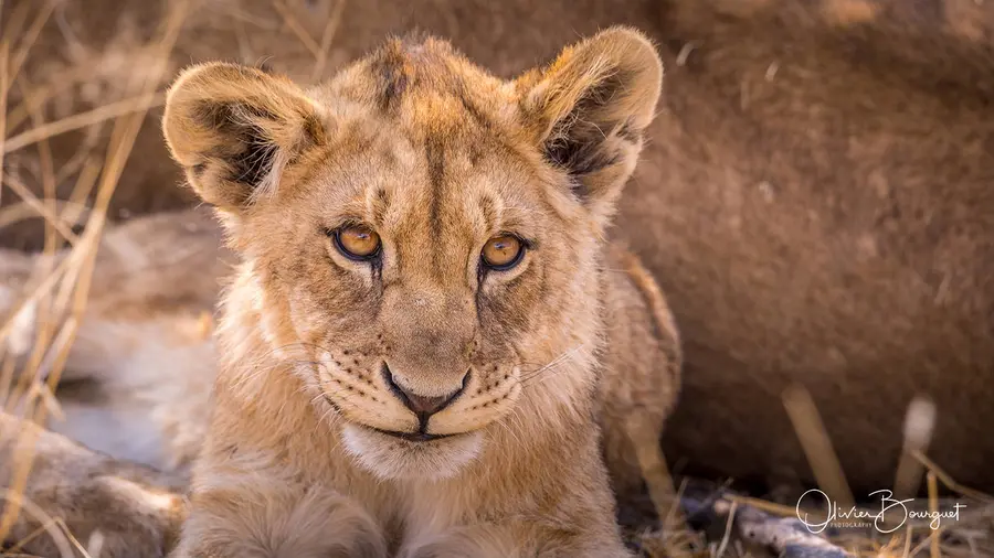 Namibie : animaux, Etosha, photo 57 d’Olivier Bourguet