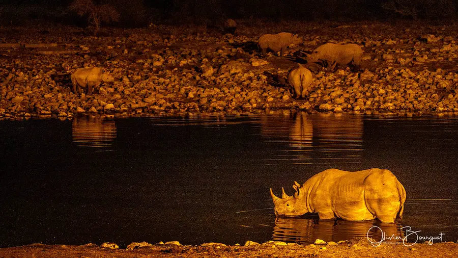 Namibie : animaux, Etosha, eau, photo 27 d’Olivier Bourguet