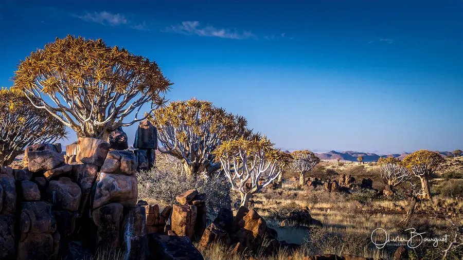 Namibie : fleurs, paysages, photo 33 d’Olivier Bourguet