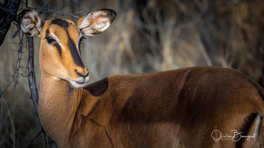 Namibie : animaux, Etosha, photo 60 d’Olivier Bourguet