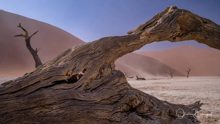 Namibie : desert, dunes, fleurs, photo 44 d’Olivier Bourguet