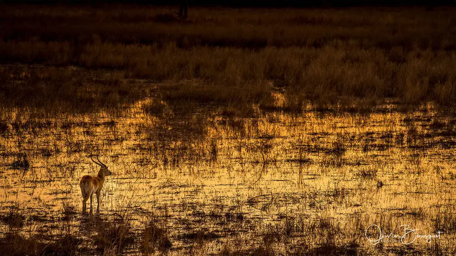 Namibie : eau, couché de soleil, animaux, atmosphere, zambezi zone, photo 31 d’Olivier Bourguet