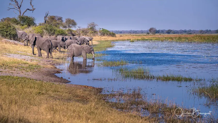 Best of : namibie, animaux, nature, photo 164 d’Olivier Bourguet